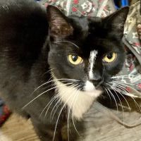 Alachua Animal Hospital ico