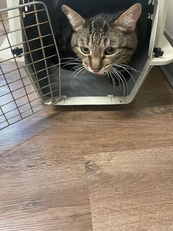 Alachua Animal Hospital 9
