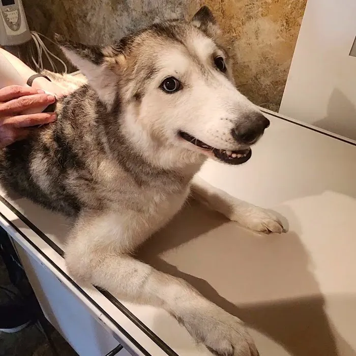 Cares Affordable Animal Clinic 3