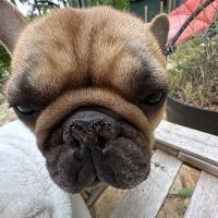 Cares Affordable Animal Clinic ico