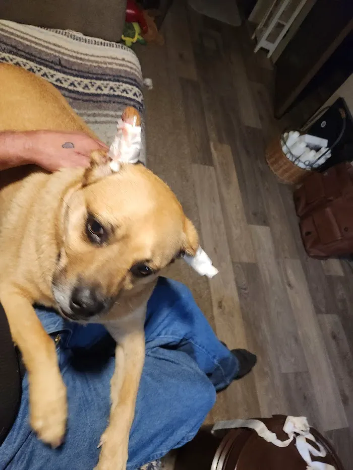 Cares Affordable Animal Clinic 5