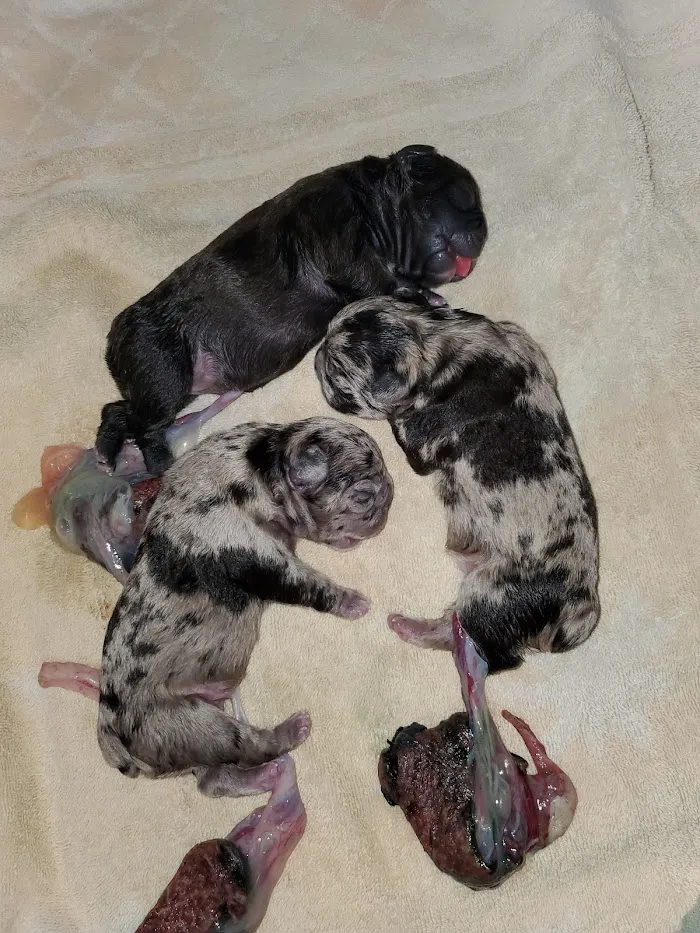 Cares Affordable Animal Clinic 8