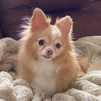 Veterinary Eye Institute Gainesville ico