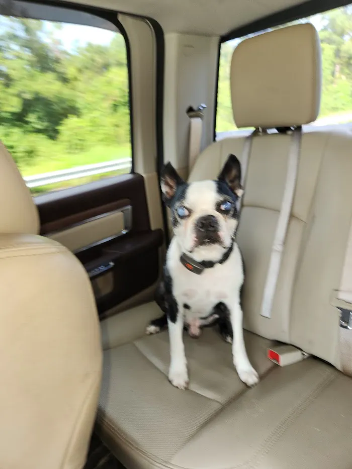 Veterinary Eye Institute Gainesville 12