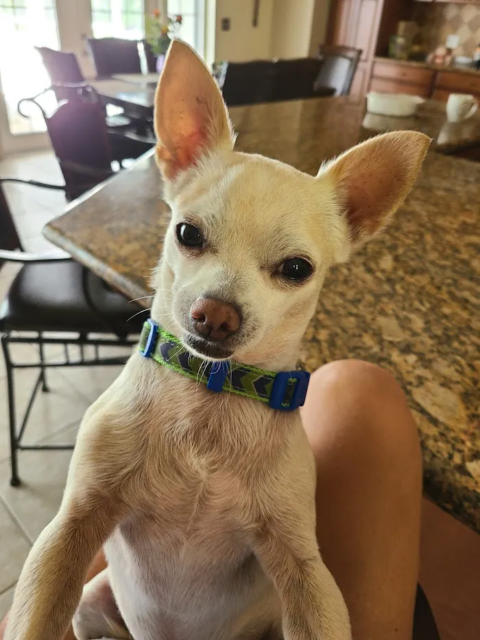 Micanopy Animal Hospital 12