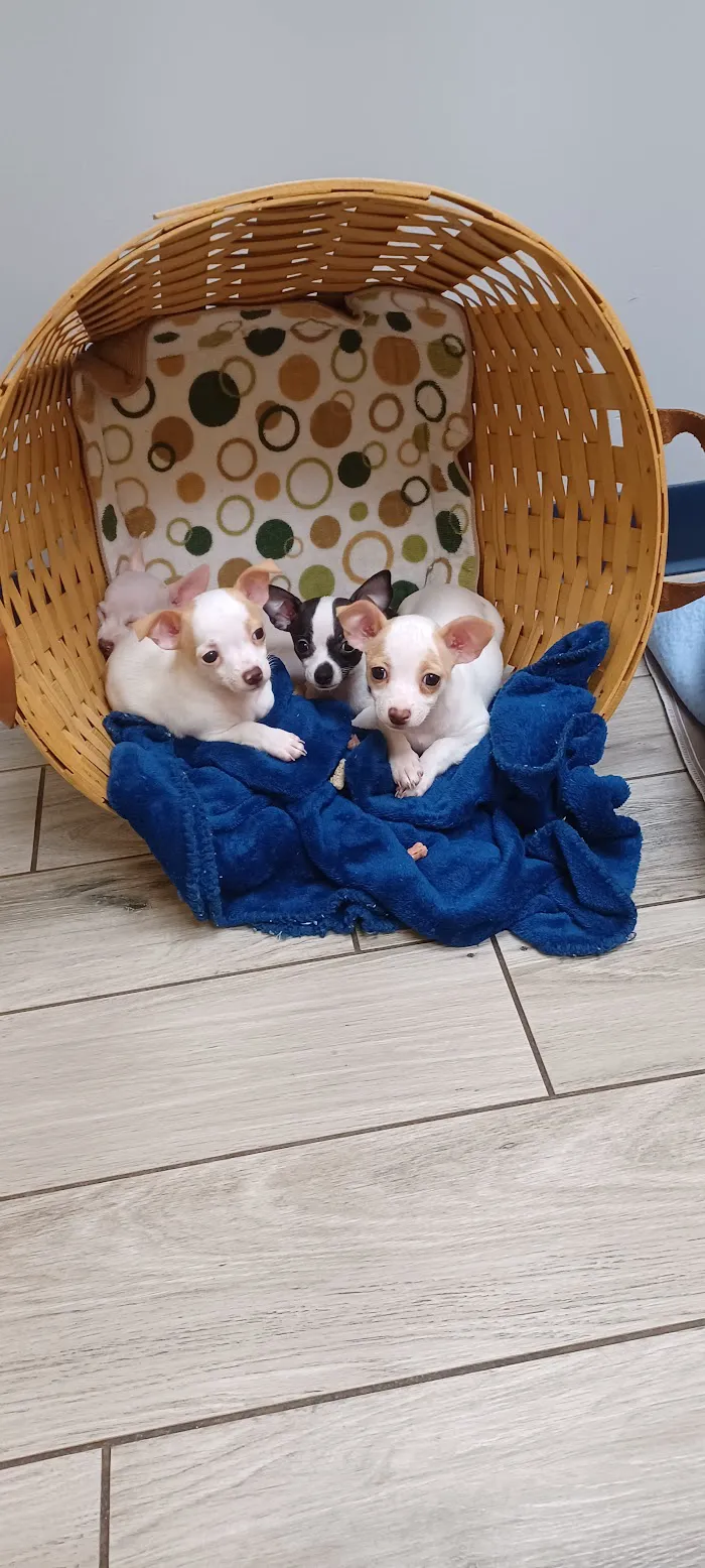 Micanopy Animal Hospital 12