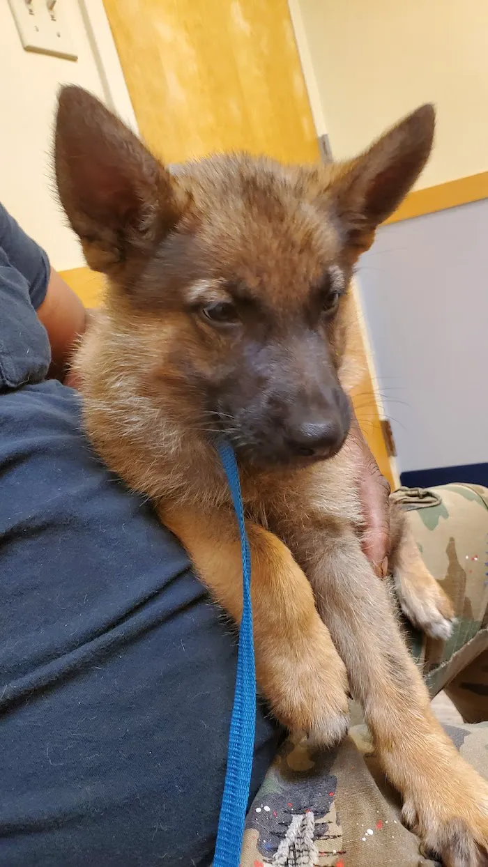 Micanopy Animal Hospital 12