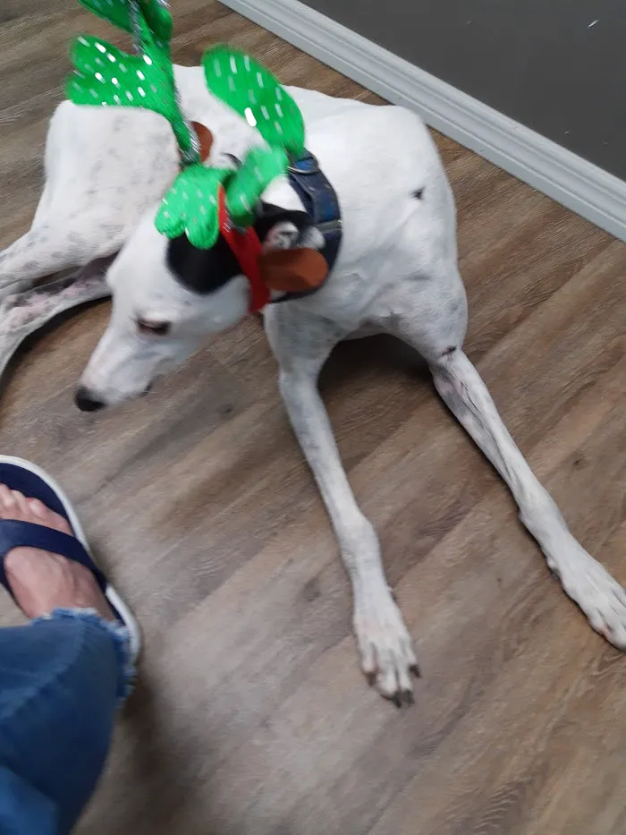 West End Animal Hospital 12