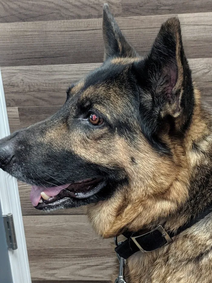 West End Animal Hospital 12