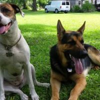 West End Animal Hospital ico
