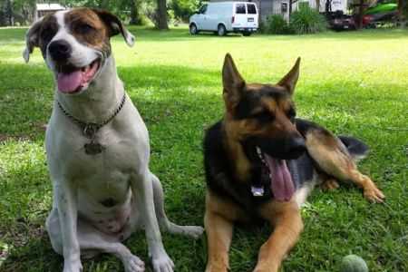 West End Animal Hospital