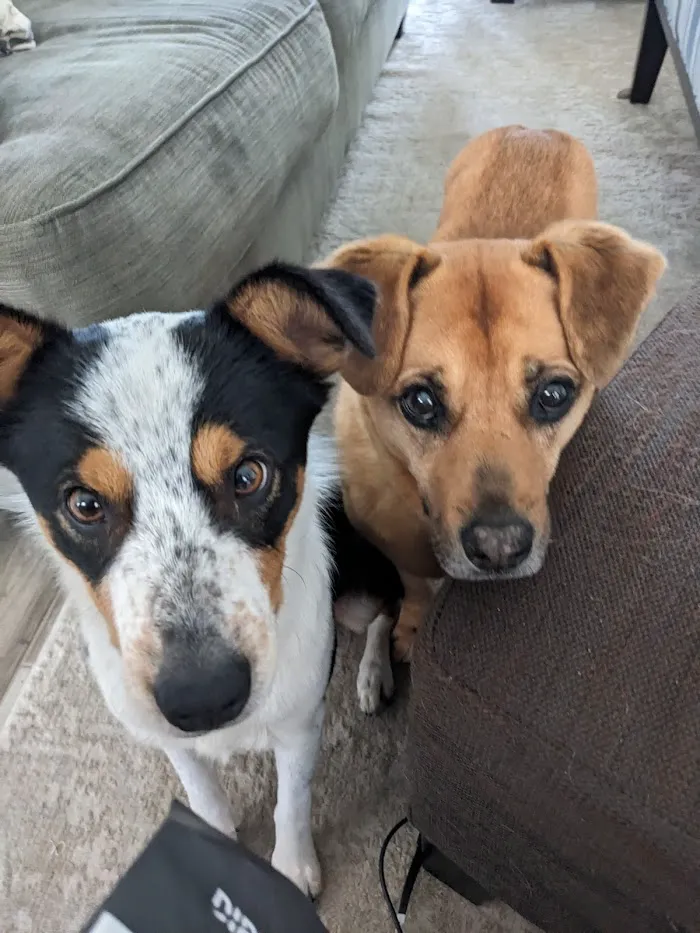West End Animal Hospital 12