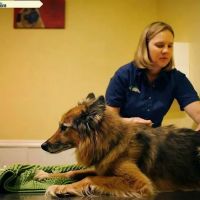 Newberry Animal Holistic And Wellness Center ico