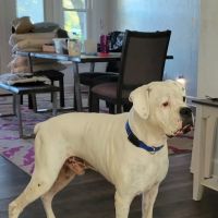 Tobias Veterinary Services ico