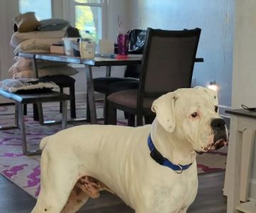 Tobias Veterinary Services