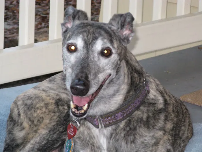 Newberry Animal Hospital Springhill 12