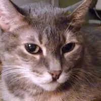 Newberry Animal Hospital Springhill ico