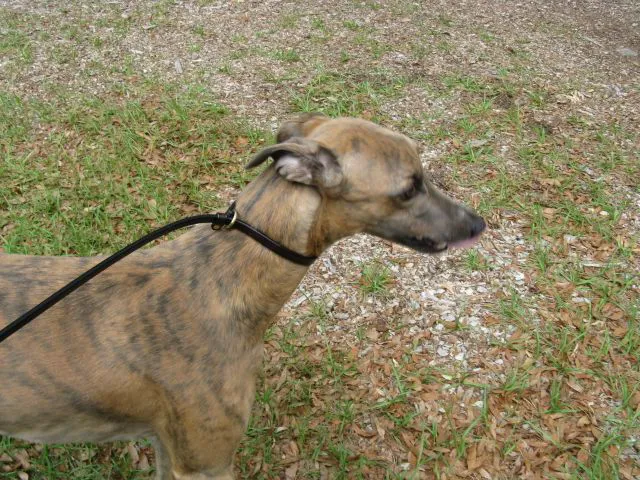 Newberry Animal Hospital Springhill 12