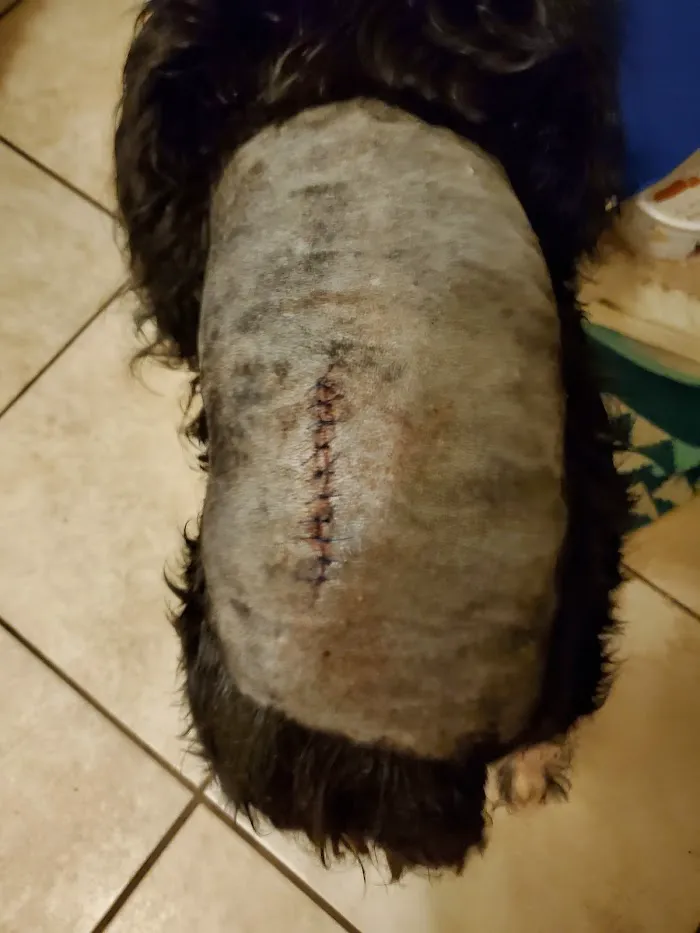 Gainesville Animal Hospital West 12