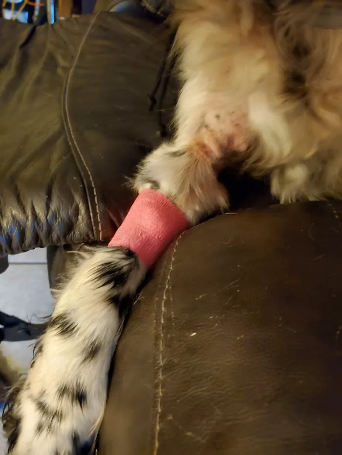 Gainesville Animal Hospital West 12