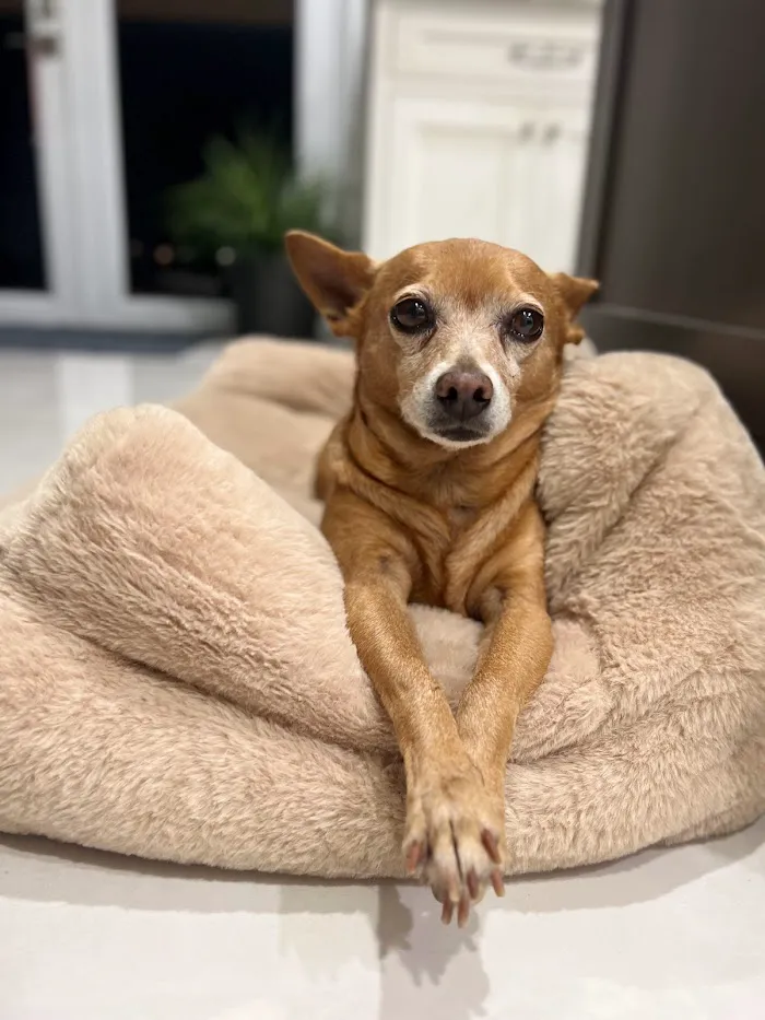 Martin Integrative Animal Clinic 12