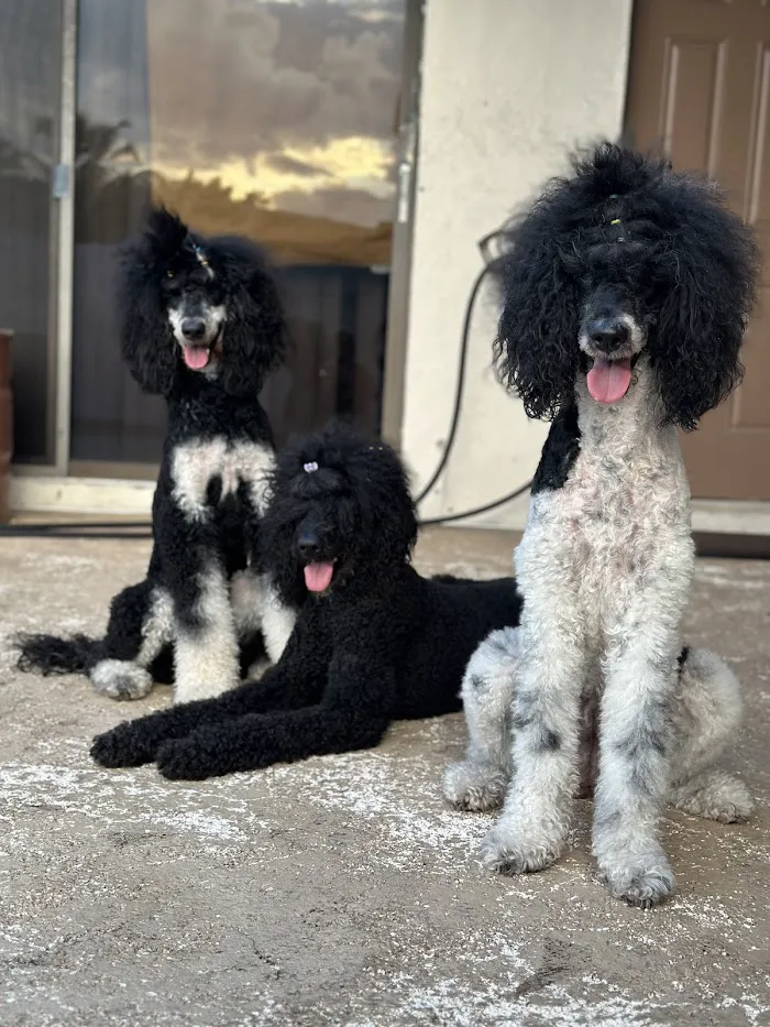 Martin Integrative Animal Clinic 12