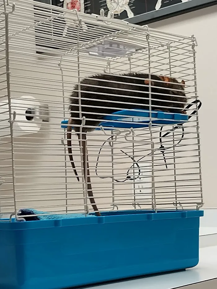 All Creatures Family Pet Center 12
