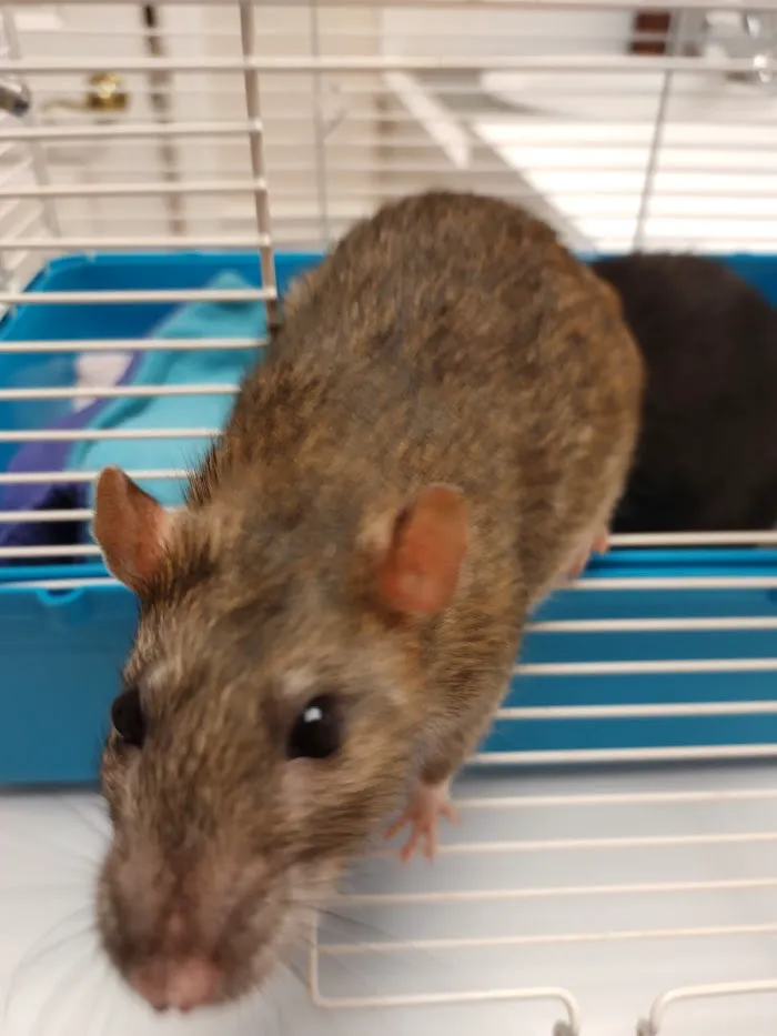 All Creatures Family Pet Center 12