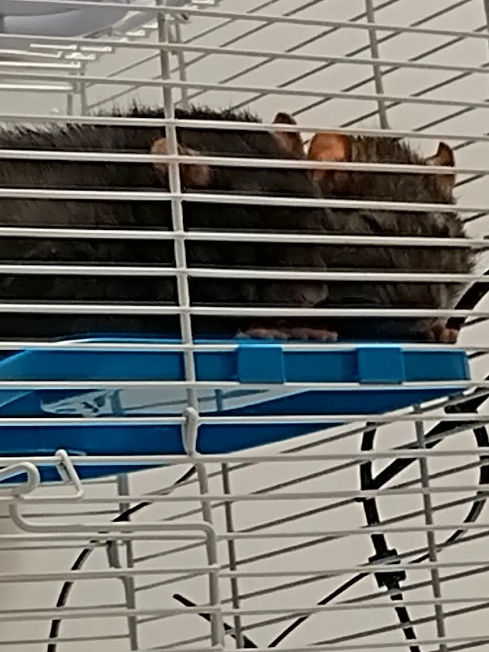 All Creatures Family Pet Center 12