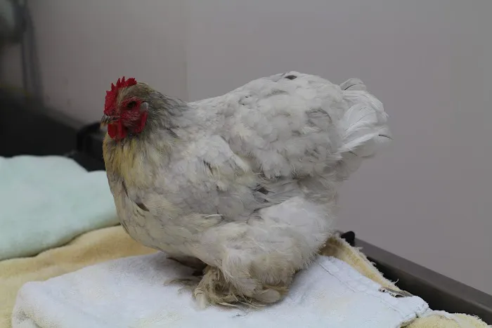 All Creatures Family Pet Center 12