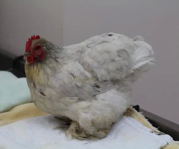 All Creatures Family Pet Center