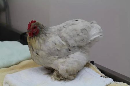 All Creatures Family Pet Center
