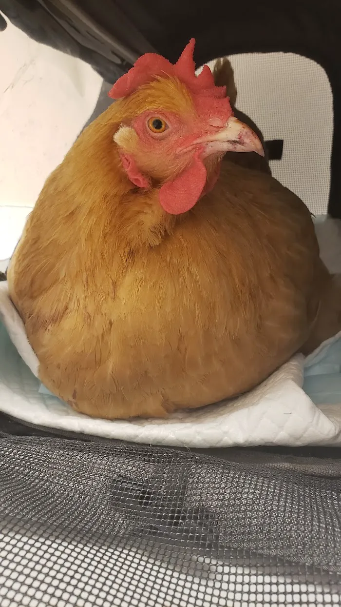 All Creatures Family Pet Center 12