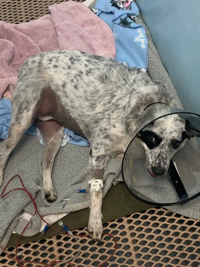 BluePearl Pet Hospital 3