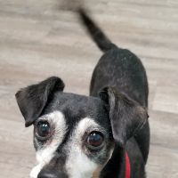 Institute of Veterinary Specialists ico