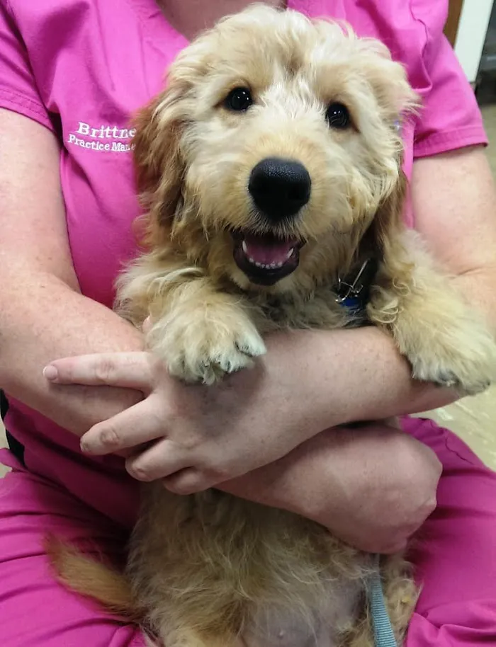 Oaks Veterinary Hospital 12