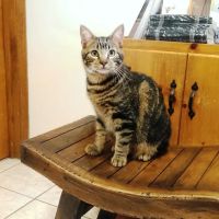 Oaks Veterinary Hospital ico