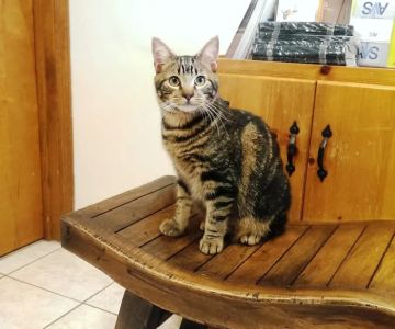 Oaks Veterinary Hospital
