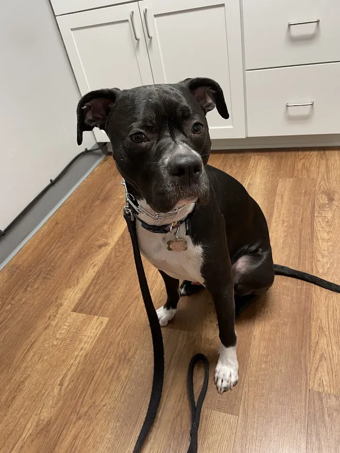 Oaks Veterinary Hospital 12