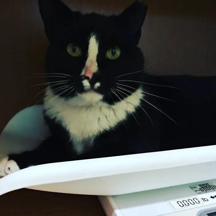 AVC - Animal Vet Clinic 12