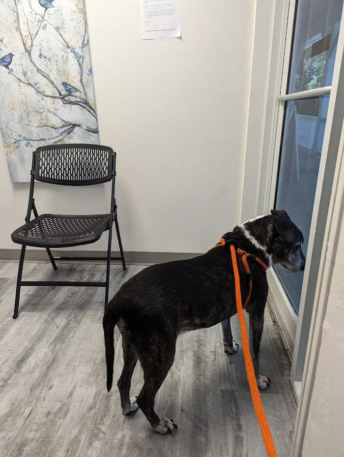 AVC - Animal Vet Clinic 12