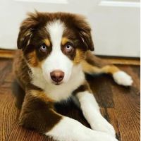 AVC - Animal Vet Clinic ico