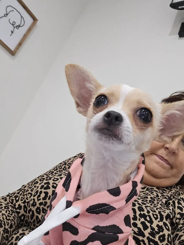 AVC - Animal Vet Clinic 12
