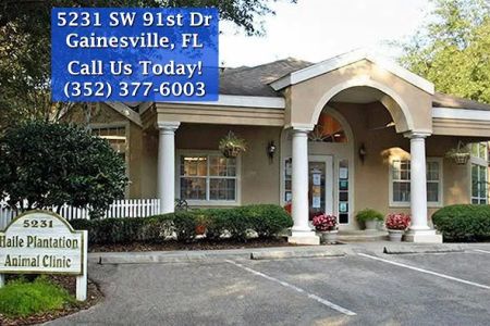 Haile Plantation Animal Clinic