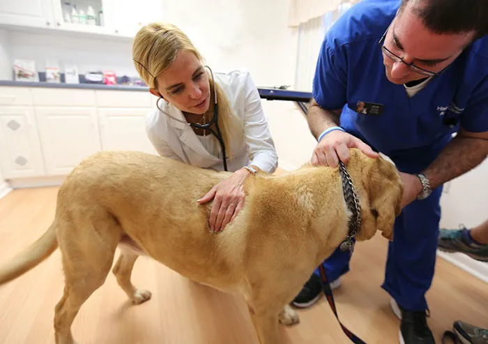 Haile Plantation Animal Clinic 7