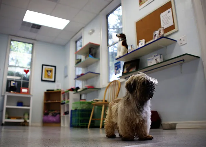 Haile Plantation Animal Clinic 8