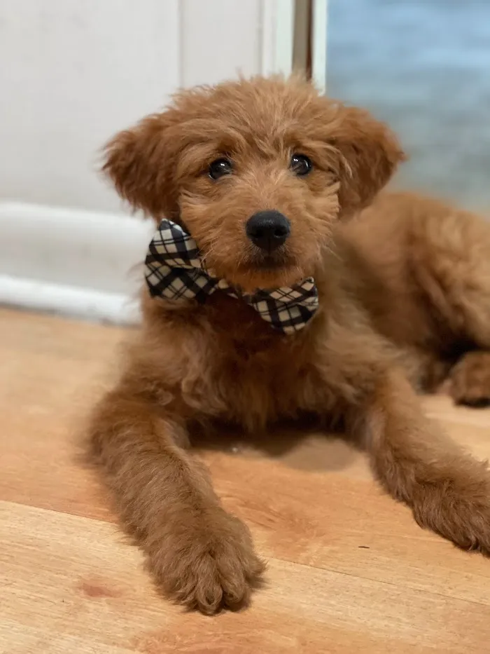 Banfield Pet Hospital 5