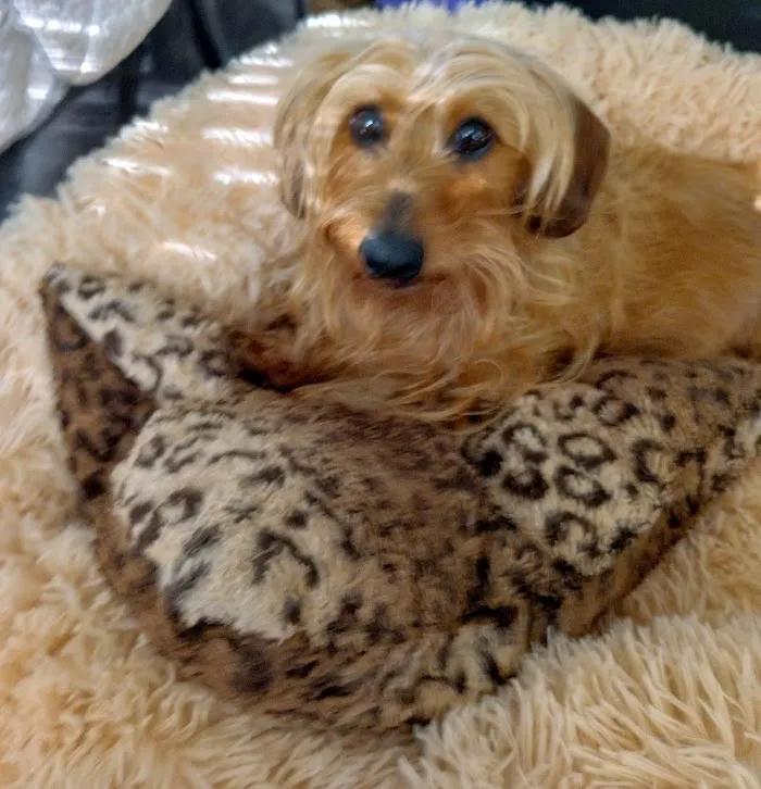 Banfield Pet Hospital 12
