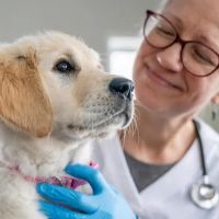 Banfield Pet Hospital ico