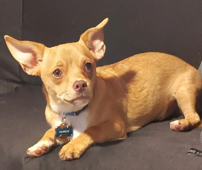 Banfield Pet Hospital 12